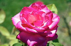 Photograph of a pink rose