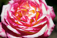 Photograph of a pink and white rose