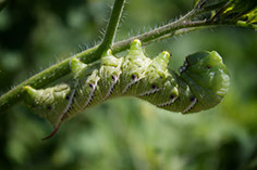 Photograph of a tomato hornworm
