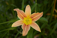 Photograph of a daylily flower