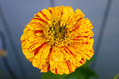 Photograph of a yellow flower