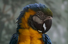 Photograph of a parrot
